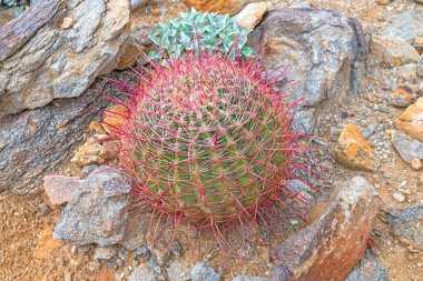 Fishhook Barrel Kaktüsü Arizona 'daki Anza Borrego Çöl Parkı' nda.