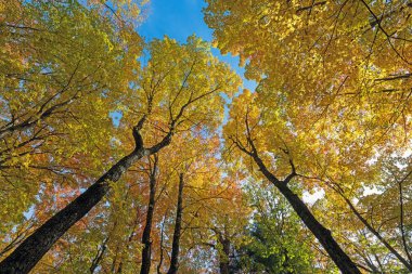 Michigan 'daki Kirpi Dağları' ndaki Tepe Örtüsünde Sonbahar Renkleri