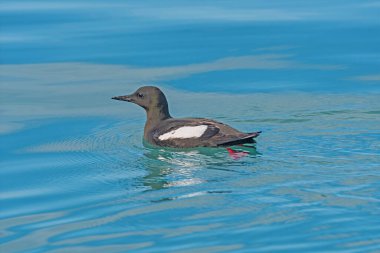 Siyah Guillemot, Svalbard Adaları 'ndaki Bamsebu' daki Kuzey Kutup Sularında Yüzüyor