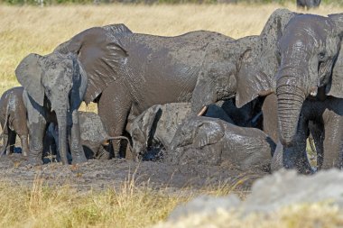 Zimbabve 'deki Hwange Ulusal Parkı' nda çamur banyosu yapan büyük bir fil sürüsü.
