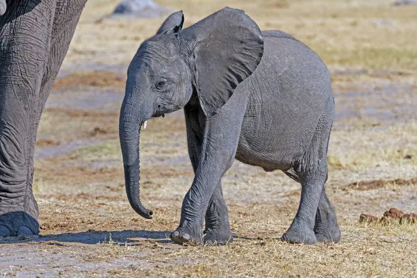 Çok Genç Fil Dana Zimbabve 'deki Hwange Ulusal Parkı' nda Annesinin Yürüyüşü
