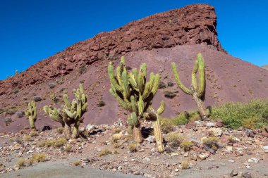 And Dağları 'ndaki Bolivya Dağında Bolivya Meşale Kaktüsü