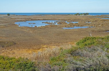 Cape Hatteras 'taki Kıyı Bataklıkları Kuzey Carolina' daki Bezelye Adası Ulusal Vahşi Yaşam Sığınağı