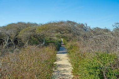 Kuzey Carolina 'daki Bezelye Adası Ulusal Yaban Hayatı Sığınağı' nda Rüzgârlı Kıyı Çamları Yörüngesi