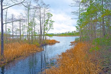 Kuzey Carolina 'daki Timsah Nehri boyunca Estuary Wetland