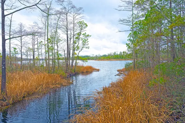Kuzey Carolina 'daki Timsah Nehri boyunca Estuary Wetland