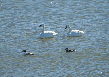 Trompetçi Swan ve Kuzey Pintail Kuzey Carolina 'daki Bezelye Adası Ulusal Yaban Hayatı Sığınağı' nda Mülteci Göletinde