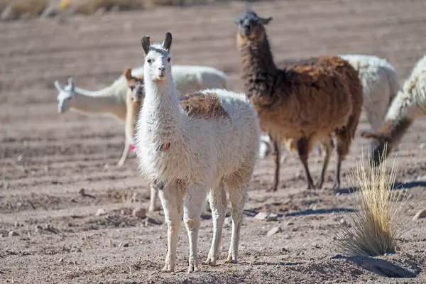 Bolvia 'nın Altiplano' sunda otlanan lama
