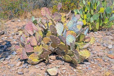 Texas 'taki Big Bend Ulusal Parkı' nda Çölde Mor Dikenli Armut Kaktüsü
