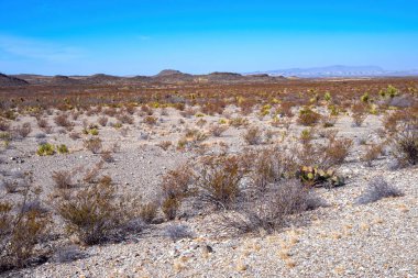 Güney Teksas 'ta Sagebrush Çölü Big Bend Ulusal Parkı' nda