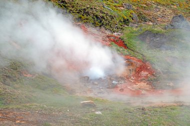 Yellowstone 'daki Ressamlar Tepesi' nde Kan Geyikleri fışkırıyor ve buharlanıyor.