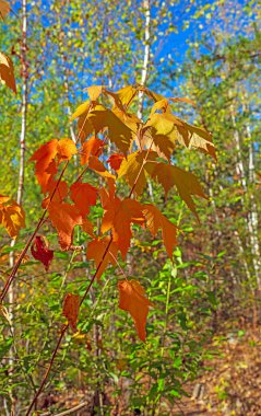 Minnesota 'daki Gunflint Yolu' nda Akçaağaç Sonbahar Ormanında Yapraklar