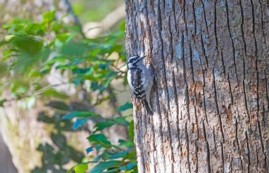 Güney Carolina 'daki Congaree Ulusal Parkı' nda bir ağaç gövdesini delen Downy Ağaçkakan.