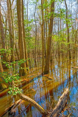 Güney Carolina 'daki Congaree Ulusal Parkı' ndaki Bottomland Ormanı 'nda Sel Altındaki Ağaçlar