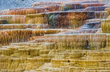 Yellowstone Ulusal Parkı 'ndaki Mamut Kaplıcalarında Buharlı ve Coloful Kireçtaşı Terasları