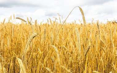 Yazın bir buğday tarlasının yakın görüntüsü