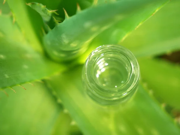 芦荟植物 治疗皮肤的草药 用在水疗中 用在瓶子的皮肤护理中 自然界的草本植物 — 图库照片