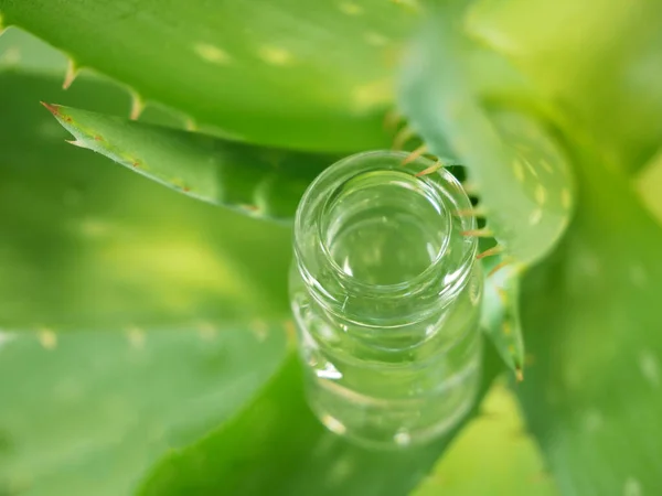 芦荟植物 治疗皮肤的草药 用在水疗中 用在瓶子的皮肤护理中 自然界的草本植物 — 图库照片