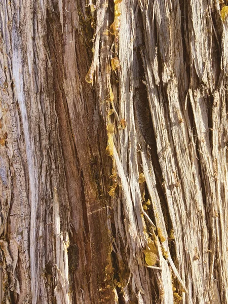 natural gum  tree resin. Resin adhesive on the trees. Closeup, background