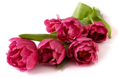 Güzel romantik bir demet mor lale beyaz arka planda izole edilmiş. Bir sürü lale, büyük bir buket. Uzayı kopyala Mesaj için yer var. Yakın çekim