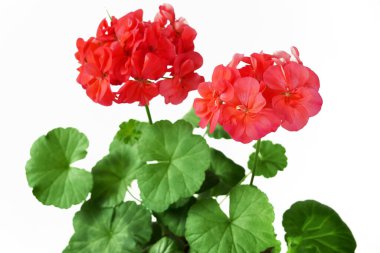Sıcak Pembe Geranium Pelargonium Çiçekleri, çiçek açan renkli Balık Sardunyası (Zonal Geranium, House Geranium, Horseshoe Geranium), yakın plan