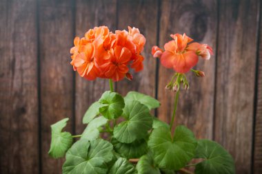 Sıcak Pembe Geranium Pelargonium Çiçekleri, çiçek açan renkli Balık Sardunyası (Zonal Geranium, House Geranium, Horseshoe Geranium), yakın plan