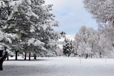 Güzel kış manzarası, karla kaplı ağaçlar ve çalılar, kış masalı ve kostüm havası, açık hava.