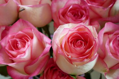 beautiful bouquet of pink roses background. Closeup
