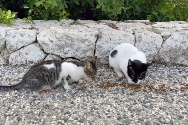 Group of stray cats eating feed on the street.Homeless cat eats cat food in street, outdoors