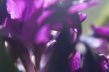 Abstract background with violet flowers in spring time, macro, selective focus, closeup