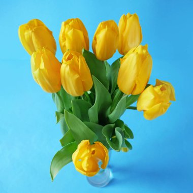 Beautiful romantic bouquet of yellow tulips on blue  background. Lots of tulips, large bouquet. Closeup