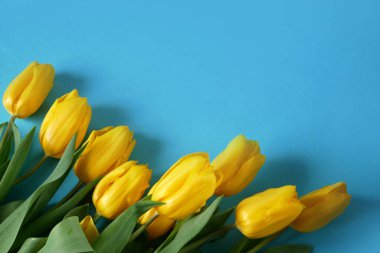 Beautiful romantic bouquet of yellow tulips on blue  background. with copy space, Lots of tulips, large bouquet.