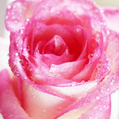 Beautiful fresh pink rose with water drops macro, closeup