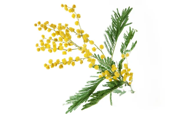 Beyaz Arka Planda Izole Edilmiş Sarı Mimoza Çiçekleri — Stok fotoğraf