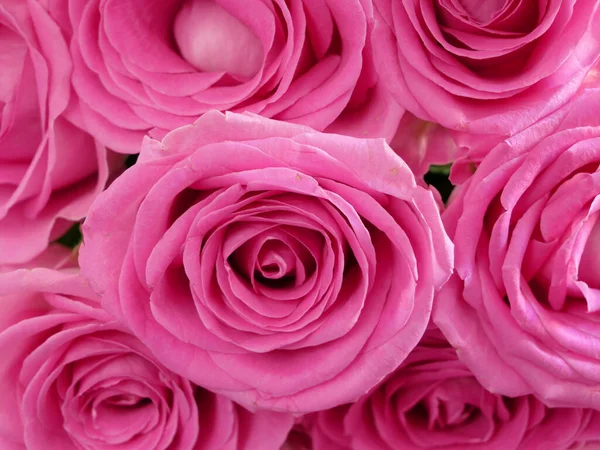 Många Vackra Rosa Rosor Bakgrund Närbild Makro — Stockfoto