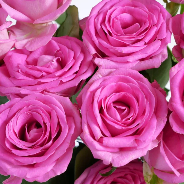 Många Vackra Rosa Rosor Bakgrund Närbild Makro — Stockfoto