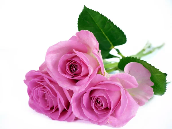 Bouquet Fleurs Rose Isolé Sur Fond Blanc Gros Plan — Photo