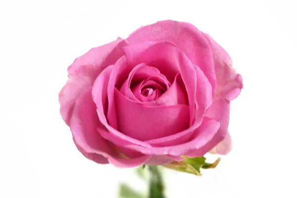 Pink Rose Isolated White Background Closeup — Stock Photo, Image