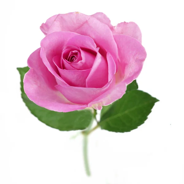 ดอกก หลาบส ชมพ แยกจากพ นหล ขาว ใกล — ภาพถ่ายสต็อก