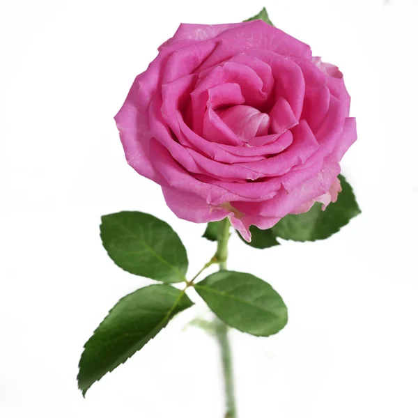 Vacker Ros Blomma Isolerad Vit Bakgrund Närbild — Stockfoto
