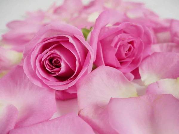 Bouquet Fleurs Roses Avec Pétales Isolés Sur Fond Blanc Gros — Photo