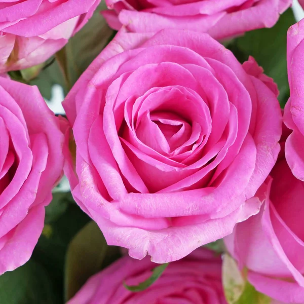Many Beautiful Pink Roses Background Closeup — Stock Photo, Image
