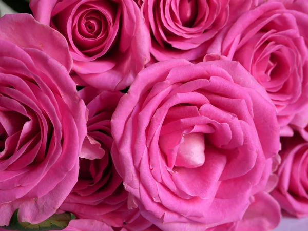 Många Vackra Rosa Rosor Bakgrund Närbild — Stockfoto