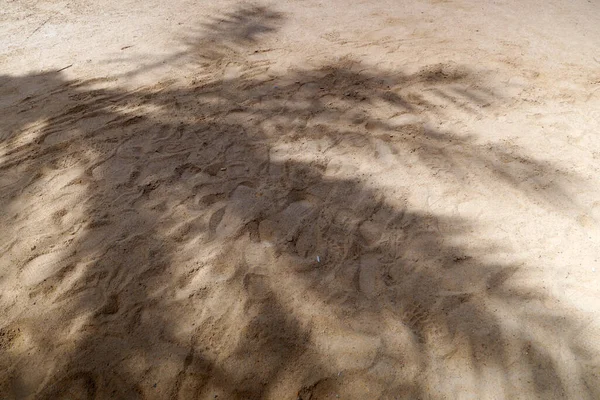 热带海滩上的沙子 有椰子树叶子的影子 旅行和度假概念背景 顶部视图 平躺在床上最低夏季概念 — 图库照片