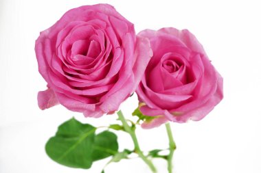 Pembe Güller çiçek buketi beyaz arka planda izole edilmiş. Yakın çekim.. 