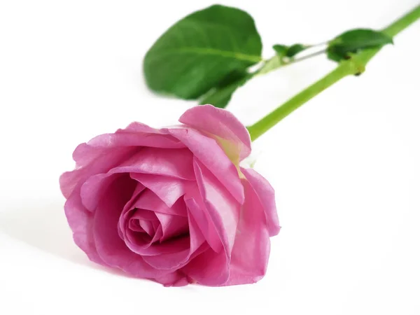 Gyönyörű Rózsaszín Rózsa Virág Elszigetelt Fehér Háttérrel Közelkép — Stock Fotó