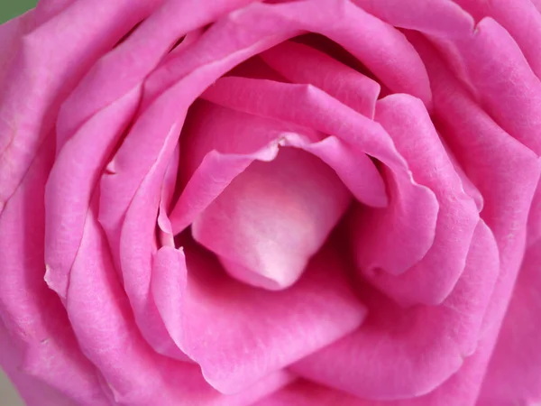 Hermoso Fondo Rosa Flor Primer Plano Macro —  Fotos de Stock
