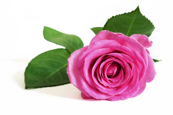 Gyönyörű Rózsaszín Rózsa Virág Elszigetelt Fehér Háttérrel Közelkép — Stock Fotó