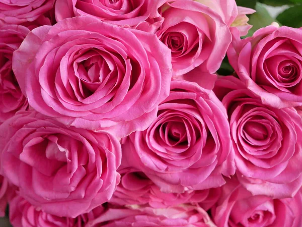 Many Pink Roses Flowers Bouquet Background Closeup — Stock Photo, Image