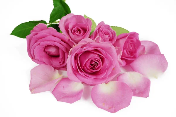 Rosa Rosor Blommor Bukett Med Kronblad Isolerad Vit Bakgrund Närbild — Stockfoto